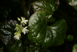 Beesia calthifolia RCP4-2013 225.JPG
